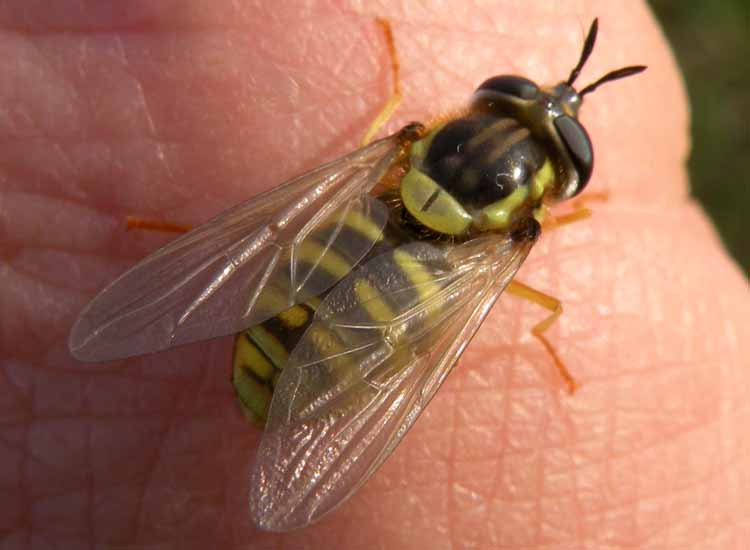 Syrphidae confidente